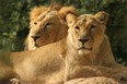 Jerusalem Biblical  Zoo